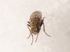 Lispocephala alma