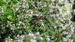 Campsomeris bistrimacula