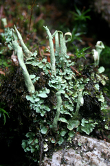 Cladonia sulphurina