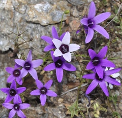 Campanula lusitanica lusitanica