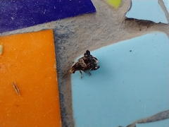 Penthobruchus germaini