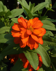 Zinnia