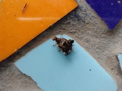 Penthobruchus germaini