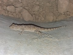 Mediodactylus russowii