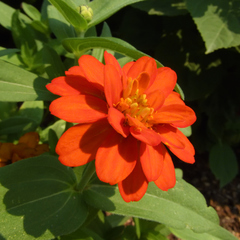 Zinnia
