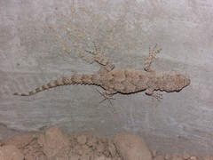 Mediodactylus russowii