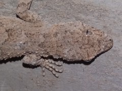 Mediodactylus russowii
