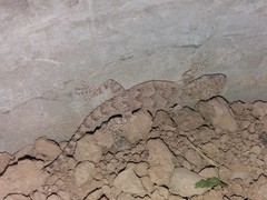 Mediodactylus russowii