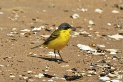 Motacilla flava thunbergi