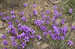 Campanula lusitanica lusitanica