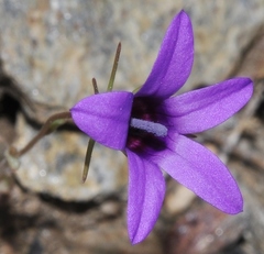 Campanula lusitanica lusitanica