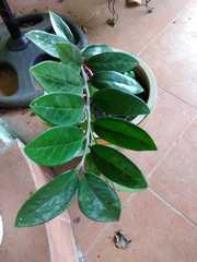 Zamioculcas