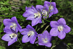 Campanula herminii