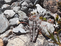 Sigaus australis