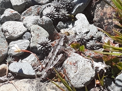 Sigaus australis