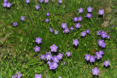 Campanula herminii