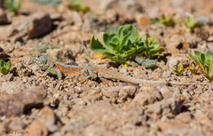 Liolaemus atacamensis