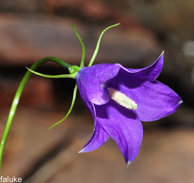 Mount Herminios Bellflower