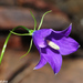 Mount Herminios Bellflower - Photo (c) faluke, some rights reserved (CC BY-NC), uploaded by faluke