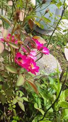 Rosa