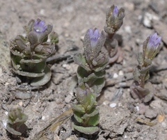 Campanula fastigiata