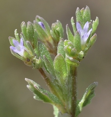 Campanula fastigiata
