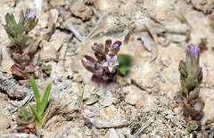 Campanula fastigiata