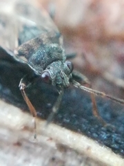 Peritrechus geniculatus