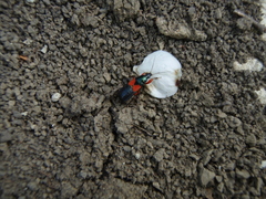 Prostemma aeneicolle