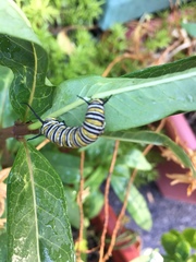 Danaus plexippus