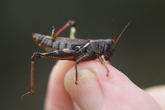 Melanoplus fasciatus