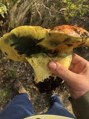 Butyriboletus querciregius