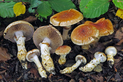 Cortinarius vulpinus