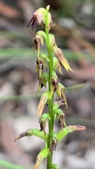 Genoplesium filiforme