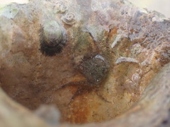 Halicarcinus