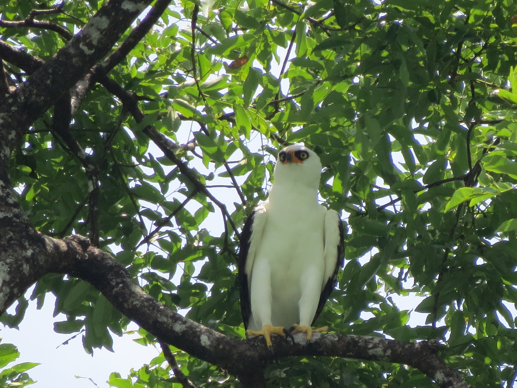 águila blanquinegra, aigle noir et blanc, black-and-white hawk-eagle