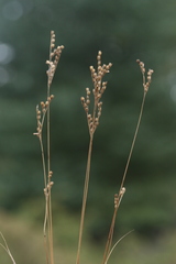 Juncus secundus