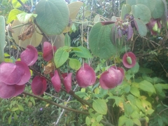 Passiflora membranacea