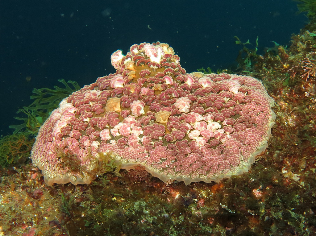Photo of Berried anemone (Alicia mirabilis)