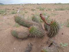 Haageocereus decumbens