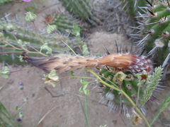 Haageocereus decumbens
