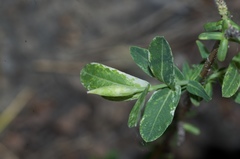 Salix integra albovariegata