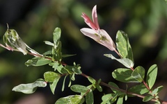 Salix integra albovariegata