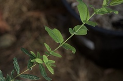 Salix integra albovariegata