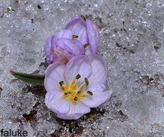 Colchicum triphyllum