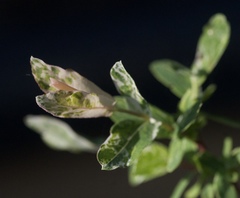 Salix integra albovariegata