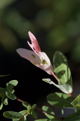 Salix integra albovariegata