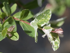 Salix integra albovariegata