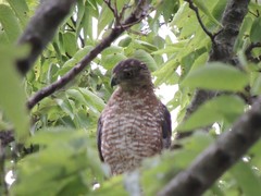 Accipiter cooperii