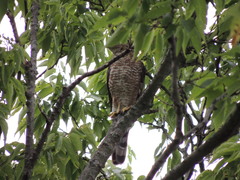 Accipiter cooperii